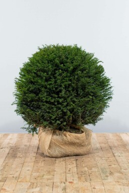 Taxus baccata 80-90 cm