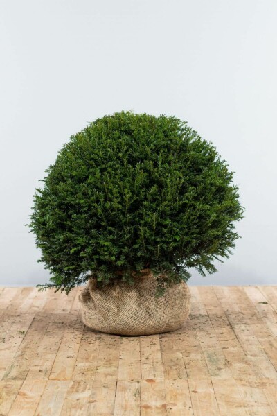 Taxus baccata 90-100 cm