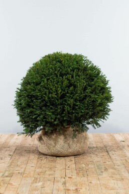 Almindelig taks Taxus baccata løg 90-100 rodklump Taxus baccata 90-100 cm