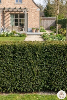 Taxus baccata 'David' busk 20-30 cm C1