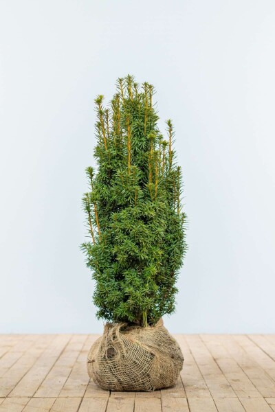Taxus baccata 'David' 60-80 cm