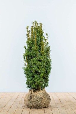 Taxus baccata 'David' 60-80 cm