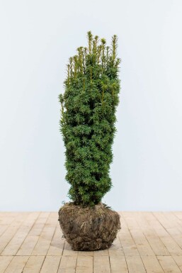 Taxus baccata 'David' 80-100 cm