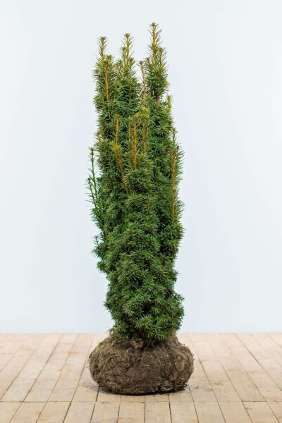 Taxus baccata 'David' 100-120 cm