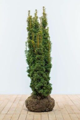 Taxus baccata 'David' 100-120 cm