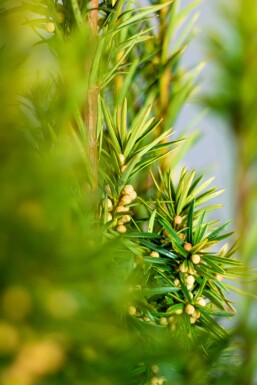 Almindelig taks Taxus baccata 'David' hæk 100-120 rodklump