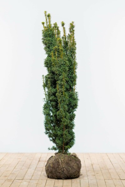 Taxus baccata 'David' 120-140 cm