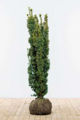 Taxus baccata 'David' 120-140 cm