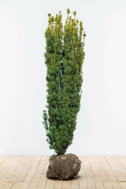 Taxus baccata 'David' 140-160 cm