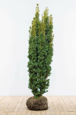 Taxus baccata 'David' 160-180 cm
