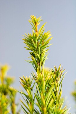 Taxus baccata 'David' 160-180 cm