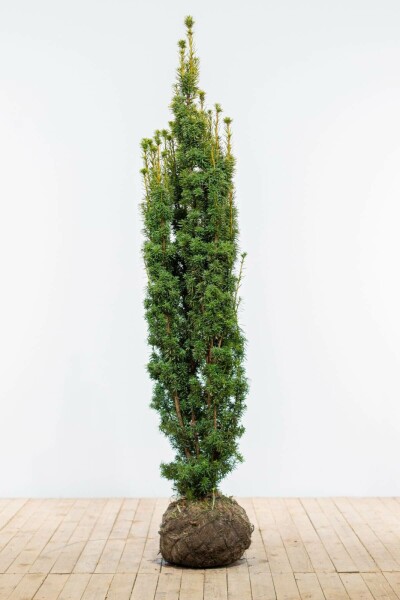 Taxus baccata 'David' 180-200 cm