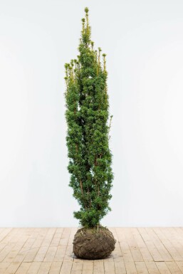 Taxus baccata 'David' 180-200 cm