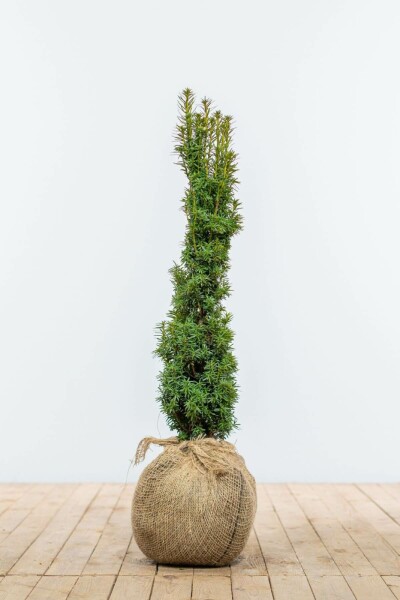 Taxus baccata 'Fastigiata Aurea' 60-80 cm