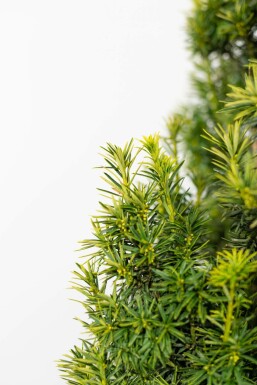 Almindelig taks Taxus baccata 'Fastigiata Aurea' hæk 60-80 rodklump