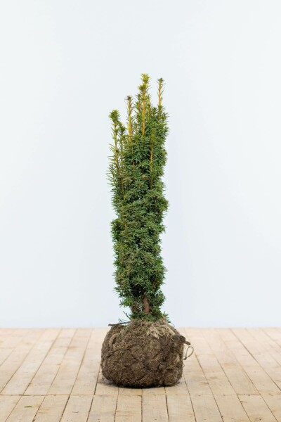 Taxus baccata 'Fastigiata Aurea' 80-100 cm