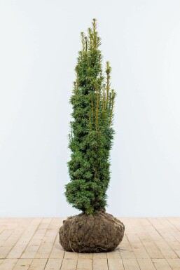 Almindelig taks Taxus baccata 'Fastigiata Aurea' hæk 100-120 rodklump Taxus baccata 'Fastigiata Aurea' 100-120 cm