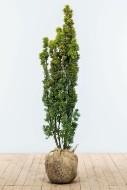 Almindelig taks Taxus baccata 'Fastigiata Aurea' hæk 120-140 rodklump Taxus baccata 'Fastigiata Aurea' 120-140 cm