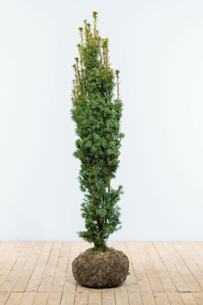 Taxus baccata 'Fastigiata Aurea' 140-160 cm