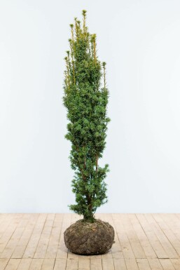 Almindelig taks Taxus baccata 'Fastigiata Aurea' hæk 140-160 rodklump