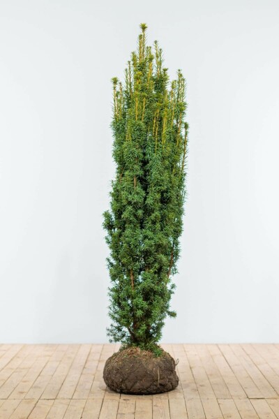 Taxus baccata 'Fastigiata Aurea' 160-180 cm