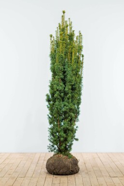 Almindelig taks Taxus baccata 'Fastigiata Aurea' hæk 160-180 rodklump Taxus baccata 'Fastigiata Aurea' 160-180 cm