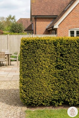 Taxus baccata 'Fastigiata Aurea' 160-180 cm