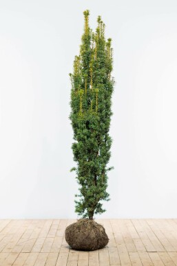 Almindelig taks Taxus baccata 'Fastigiata Aurea' hæk 180-200 rodklump Taxus baccata 'Fastigiata Aurea' 180-200 cm