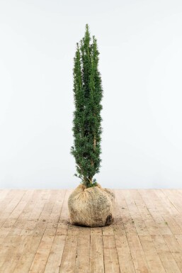 Taxus baccata 'Fastigiata Robusta' 100-120 cm