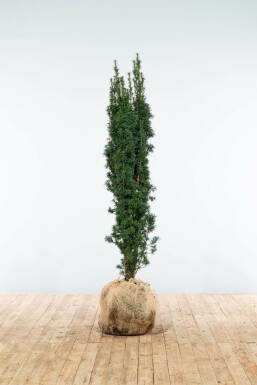Taxus baccata 'Fastigiata Robusta' 120-140 cm
