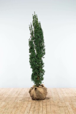 Almindelig taks Taxus baccata 'Fastigiata Robusta' hæk 140-160 rodklump