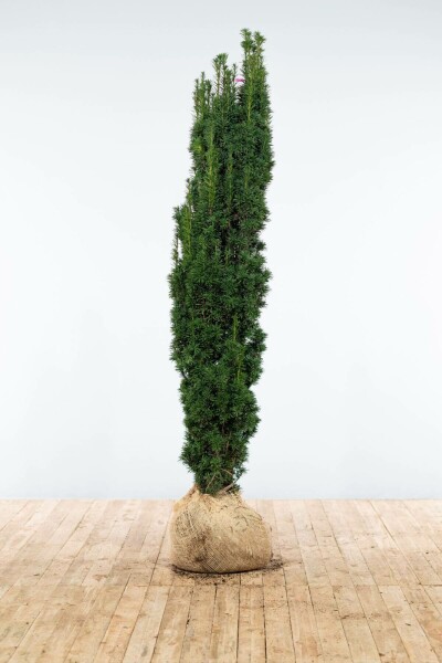 Taxus baccata 'Fastigiata Robusta' 160-180 cm