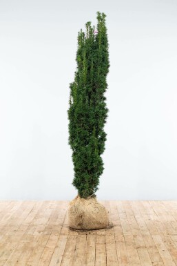 Taxus baccata 'Fastigiata Robusta' 160-180 cm