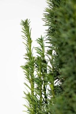 Almindelig taks Taxus baccata 'Fastigiata Robusta' hæk 160-180 rodklump