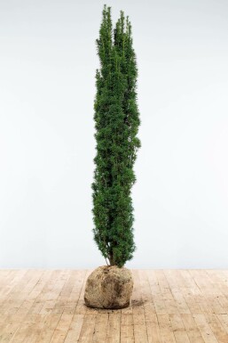 Almindelig taks Taxus baccata 'Fastigiata Robusta' hæk 180-200 rodklump Taxus baccata 'Fastigiata Robusta' 180-200 cm