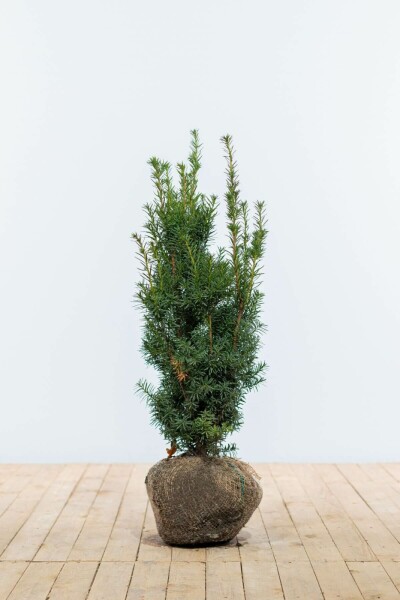 Taxus × media 'Hicksii' 60-80 cm
