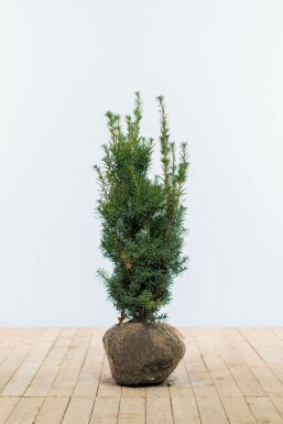 Almindelig taks × japansk taks Taxus × media 'Hicksii' hæk 60-80 rodklump Taxus × media 'Hicksii' 60-80 cm