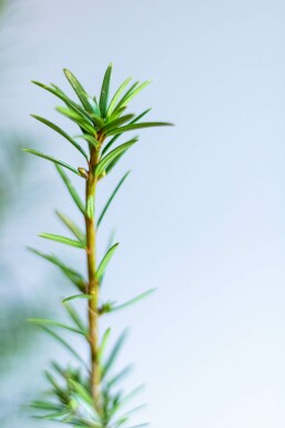 Almindelig taks × japansk taks Taxus × media 'Hicksii' hæk 60-80 rodklump