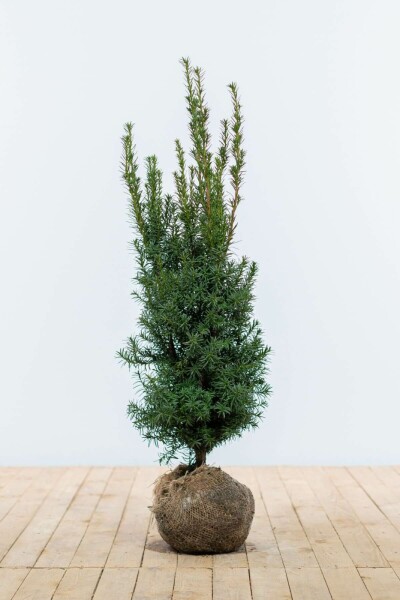 Taxus × media 'Hicksii' 80-100 cm
