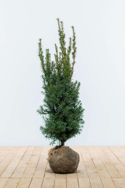 Taxus × media 'Hicksii' 80-100 cm