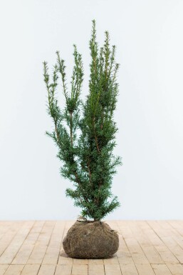 Taxus × media 'Hicksii' 100-120 cm