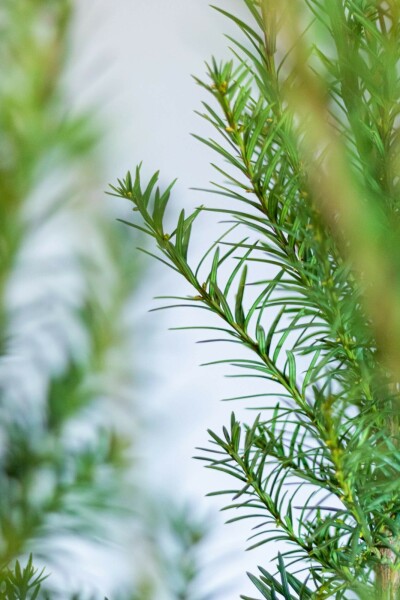 Taxus × media 'Hicksii' 100-120 cm