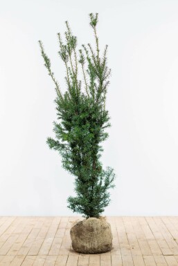 Taxus × media 'Hicksii' 120-140 cm