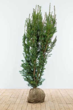 Taxus × media 'Hicksii' 140-160 cm