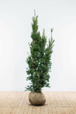 Taxus × media 'Hicksii' 160-180 cm