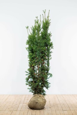 Taxus × media 'Hicksii' 180-200 cm