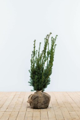 Taxus × media 'Hillii' 60-80 cm