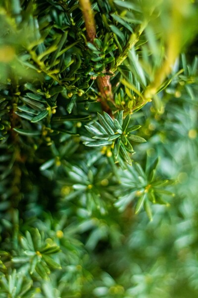 Taxus × media 'Hillii' 60-80 cm