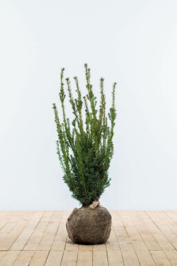 Almindelig taks × japansk taks Taxus × media 'Hillii' hæk 80-100 rodklump Taxus × media 'Hillii' 80-100 cm