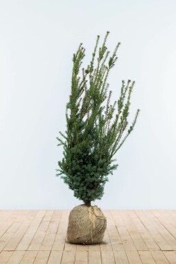 Almindelig taks × japansk taks Taxus × media 'Hillii' hæk 100-120 rodklump Taxus × media 'Hillii' 100-120 cm